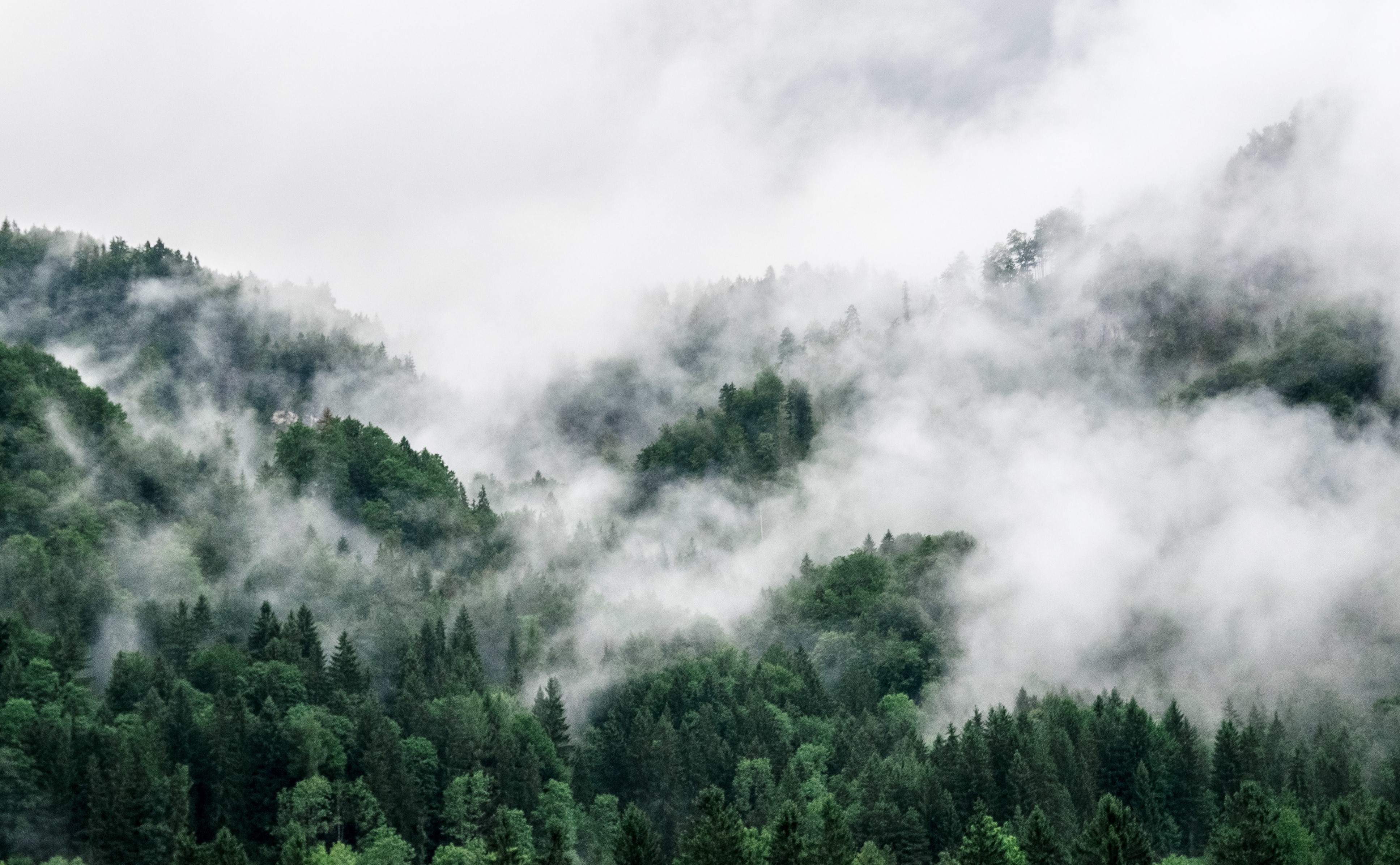 Sustainable_ForestMist-1